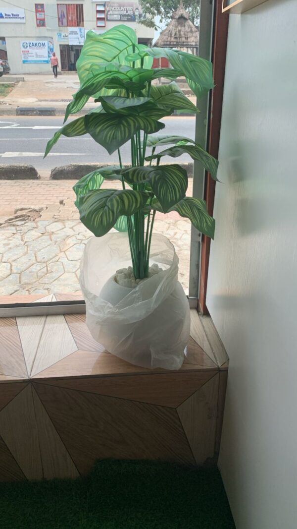 Moon pot and plant